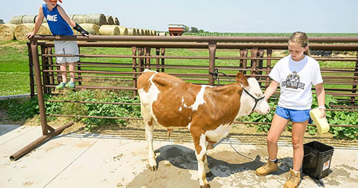 bucket calf