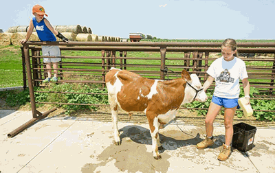 bucket calf