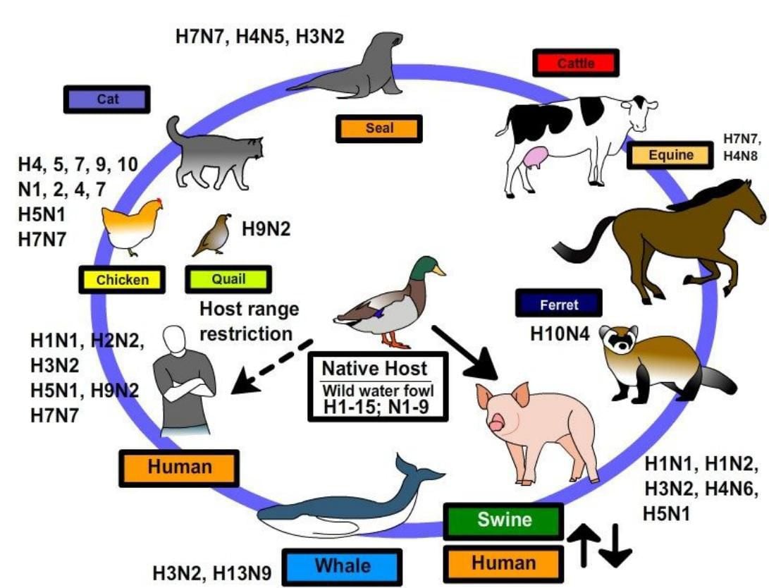 Avian flu influenza cycle