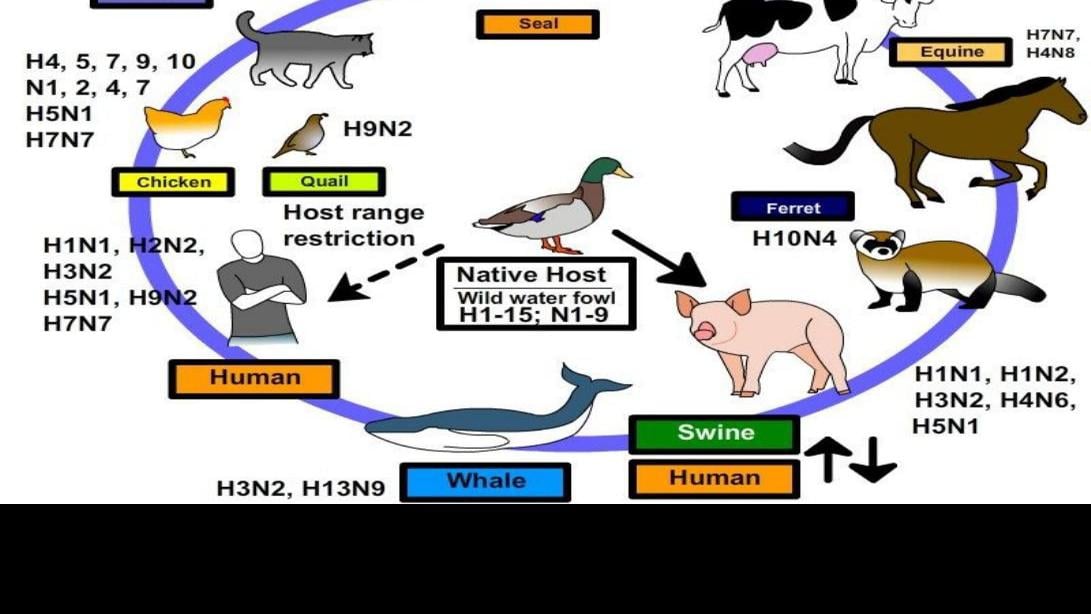 Avian flu influenza cycle Ag Markets