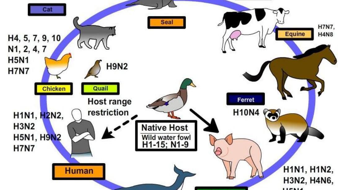 Avian flu influenza cycle Ag Markets