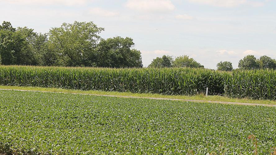 Corn and soybean field IL 2020