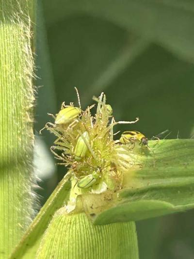 Corn rootworm beetles