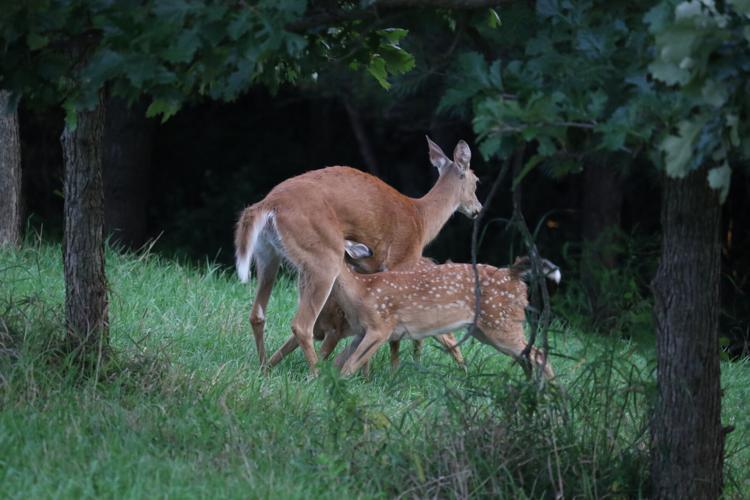 Deer