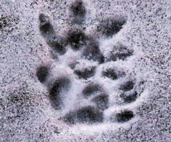 Possum tracks