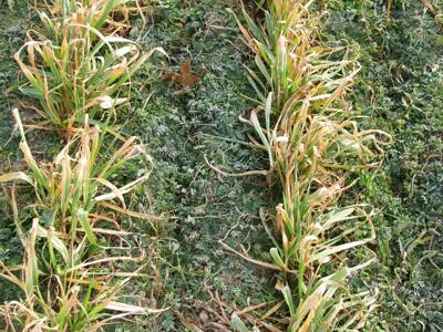 Oats are multifaceted in the field