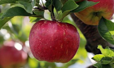 Prepare Fruit Tree Plan Now Business Agupdate Com