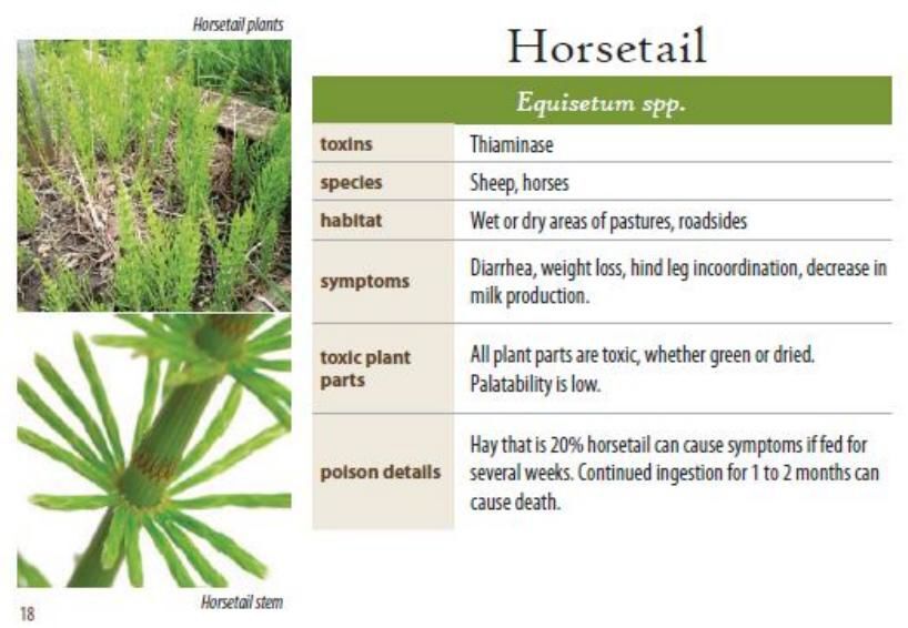Horsetail