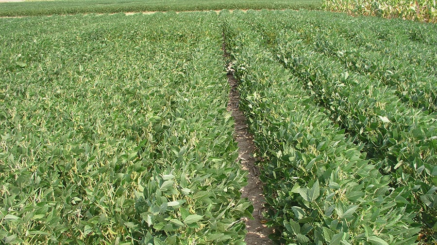 Narrow rows boost late planted soybeans