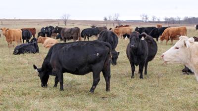 Cattle in fall pasture