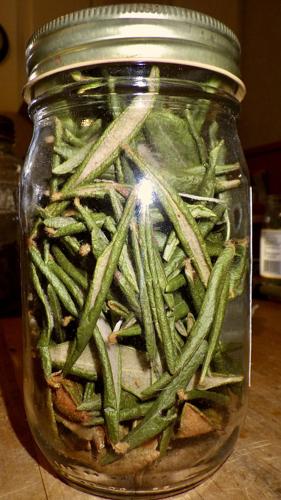 Labrador tea