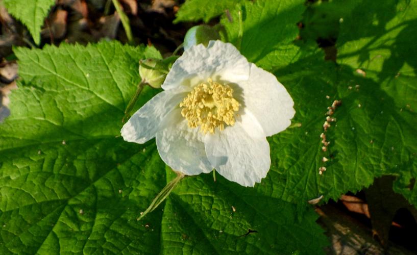 Thimbleberry