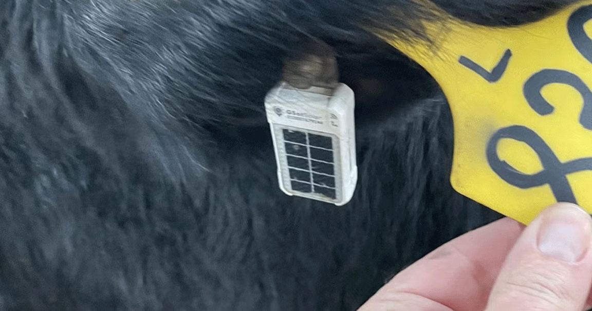 GPS tracking ear tag placed on a bred heifer