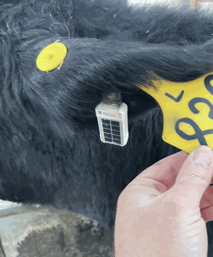 GPS tracking ear tag placed on a bred heifer