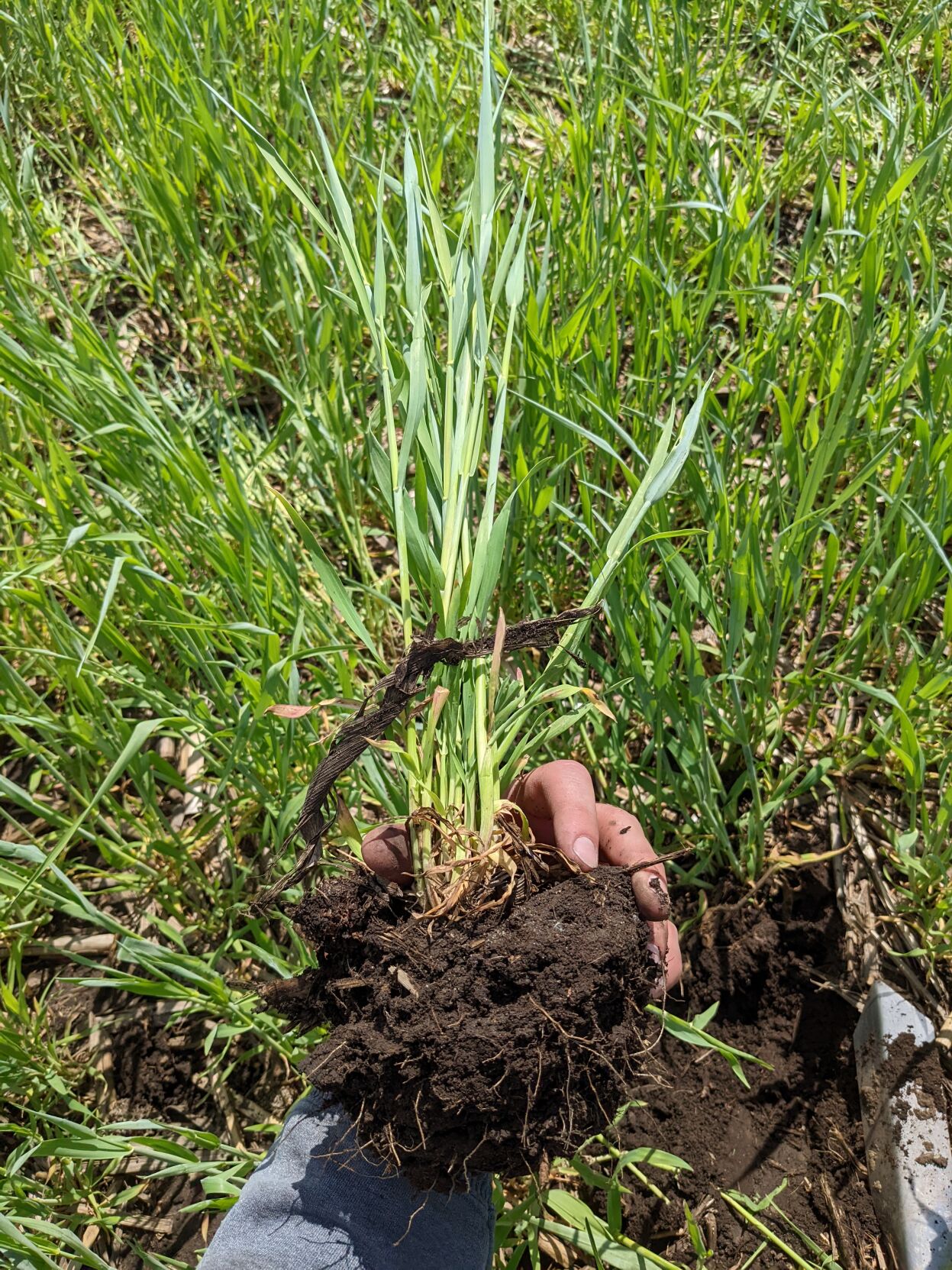 Carbon Programs 2.jpg