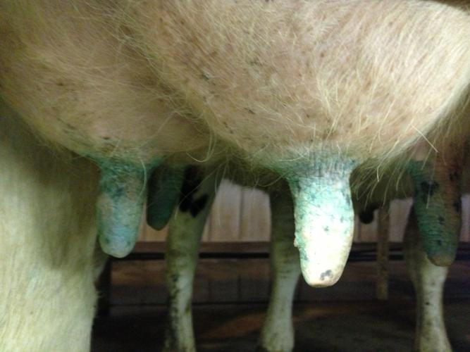 Dipped teats