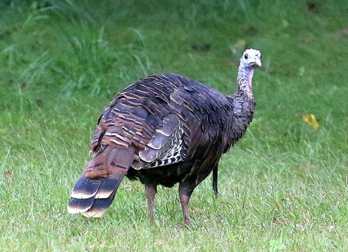 Turkey