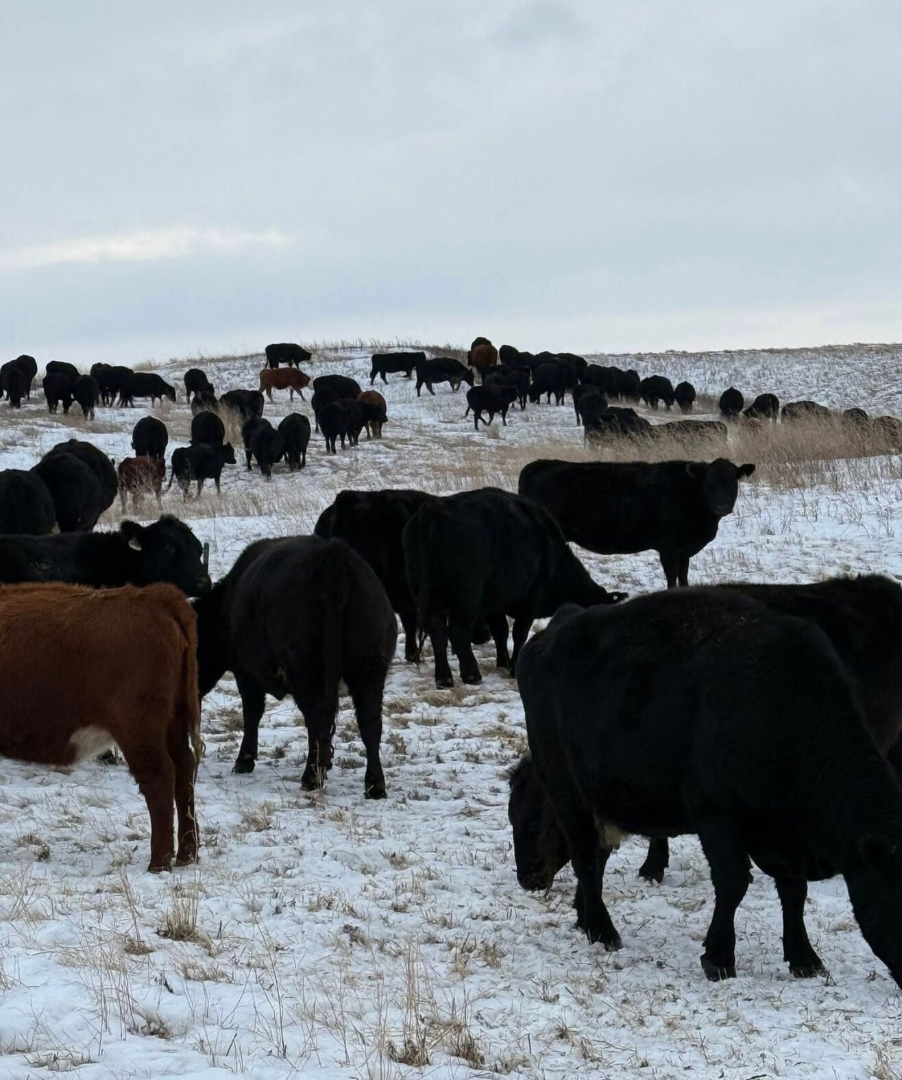 Bale grazing