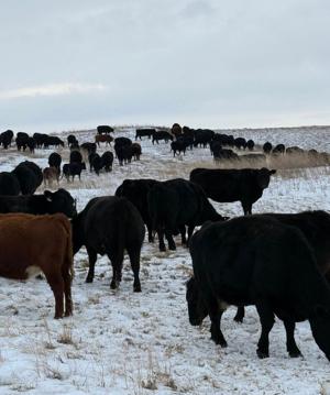 Bale grazing