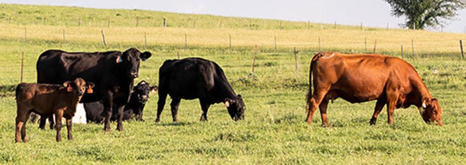 Cows