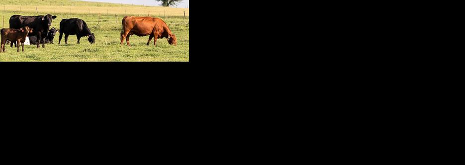 Cows