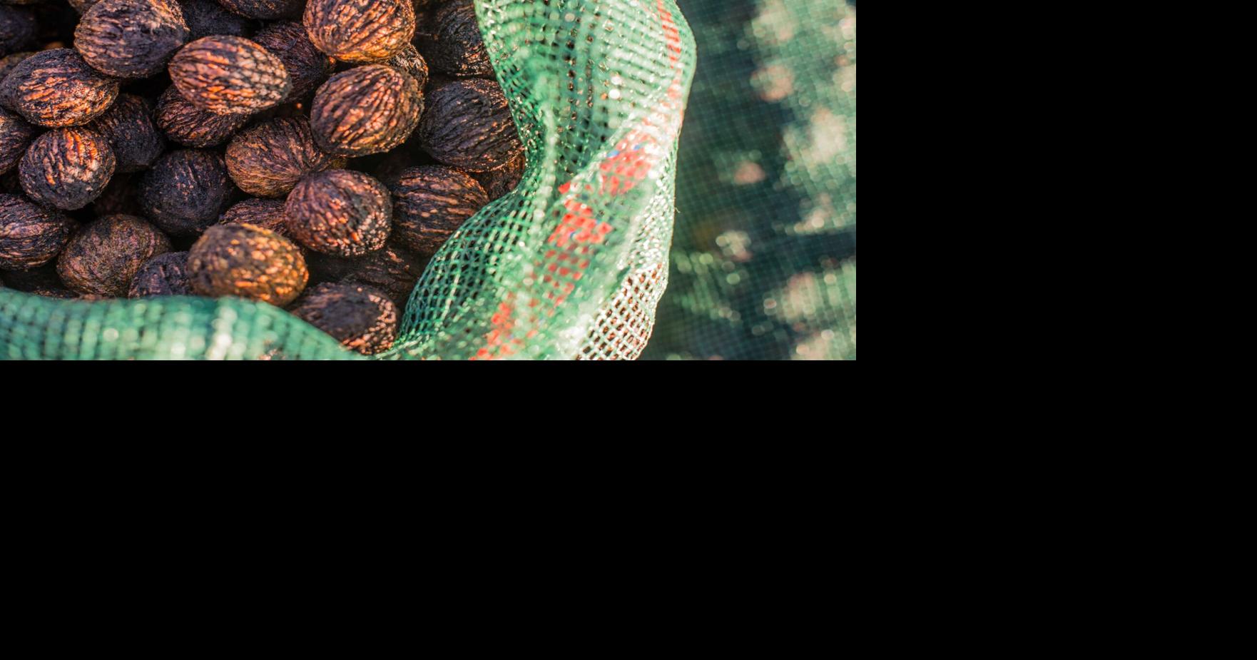 Black walnuts a source of wild, native flavor