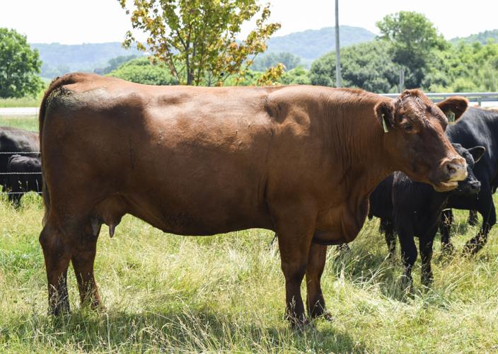 Red Angus cattle