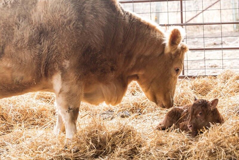 Preparation is key to a successful calving season