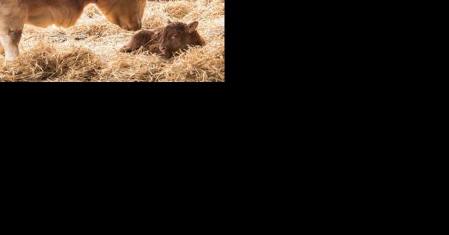 Preparation is key to a successful calving season - Vimarsana News