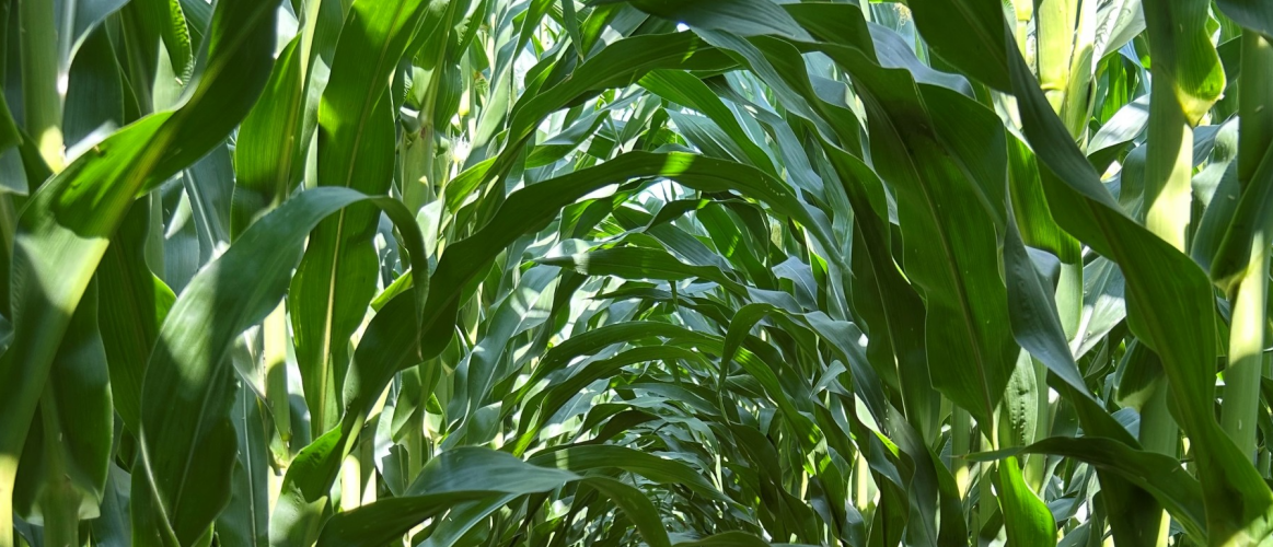 Corn field