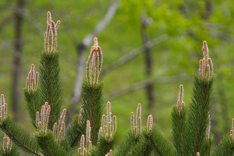 Pine stems