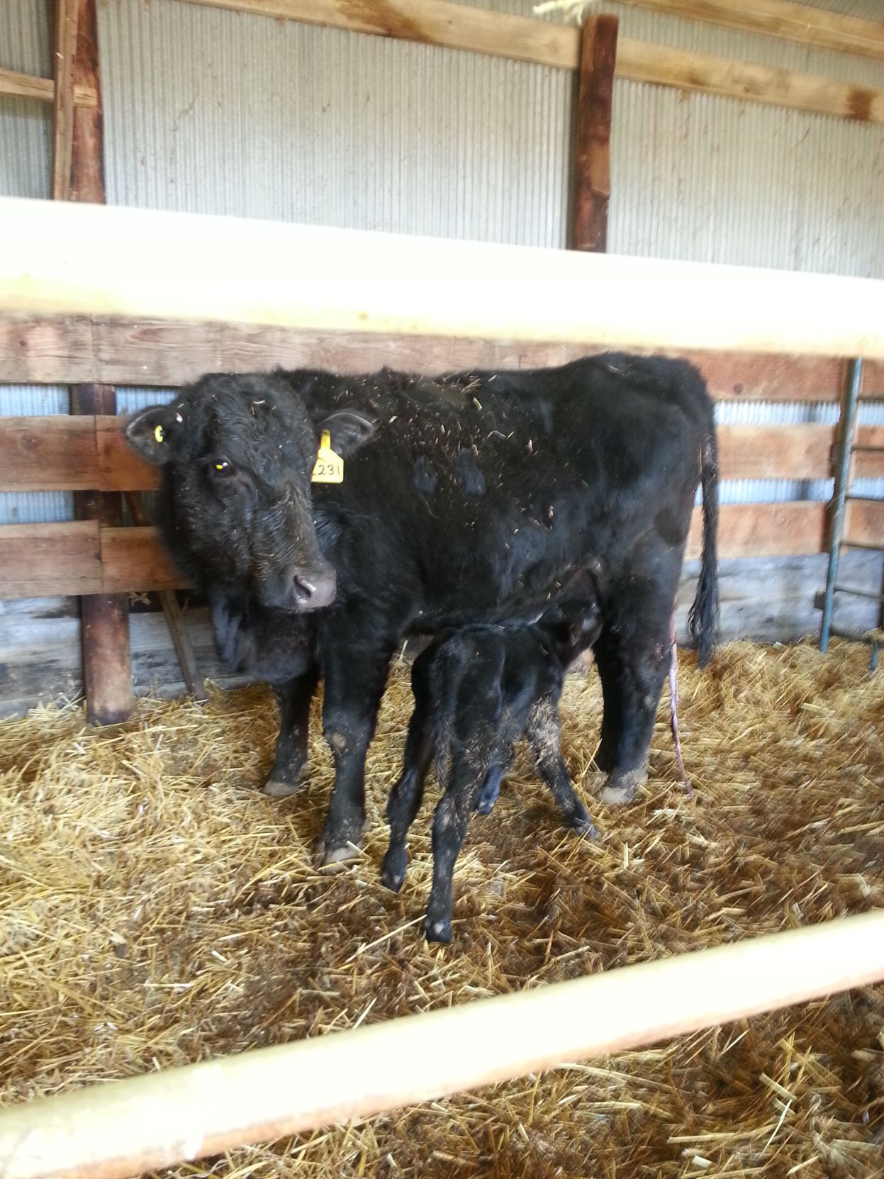 Body condition at calving