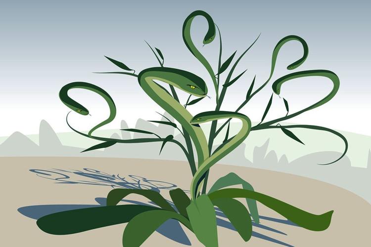 Hydra' plants grow bigger