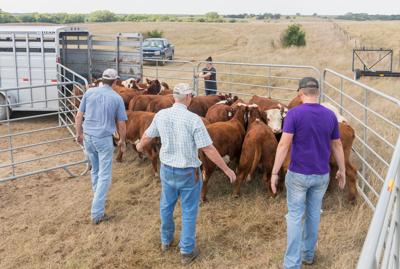 Cattle handling