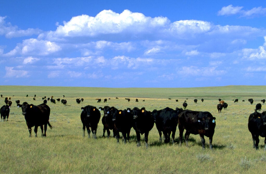 Cattle graze BLM SD