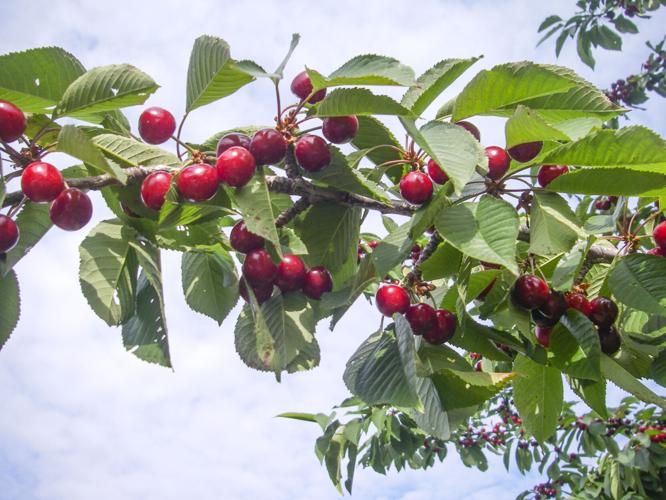 Cherries