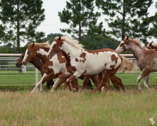 Horse Breeds American paint 5.jpg