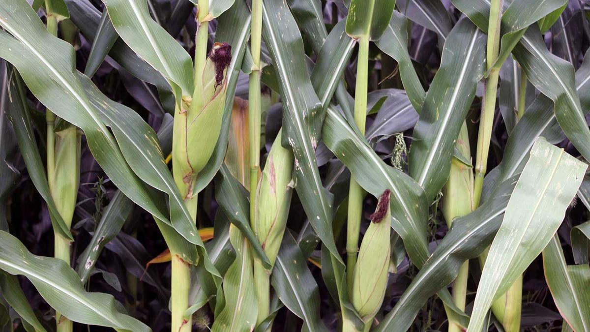 Closeup of corn ears in August
