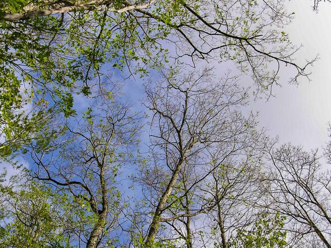 Bare trees
