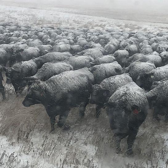 Winter feeding