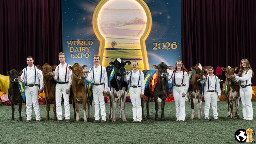 Group Junior Supreme Heifer