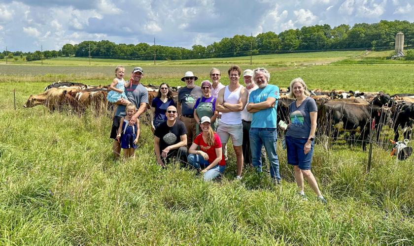Cattle graze in field