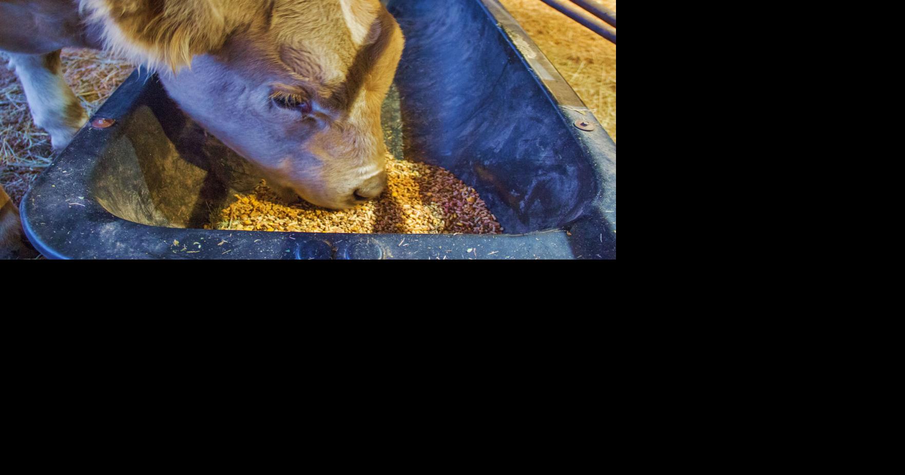 Find tips for feeding steers at home