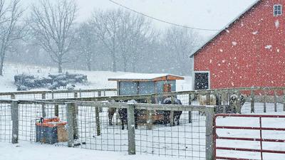 March Weather Can Be Brutal On Beef Cattle Midwest Marketer