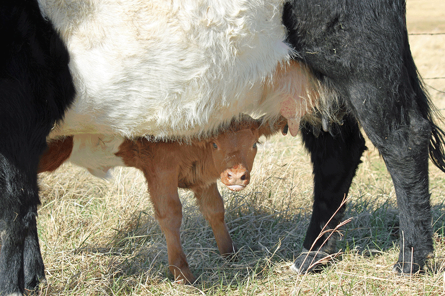 Colostrum key to calves’ health