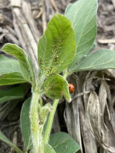 Soybean aphids