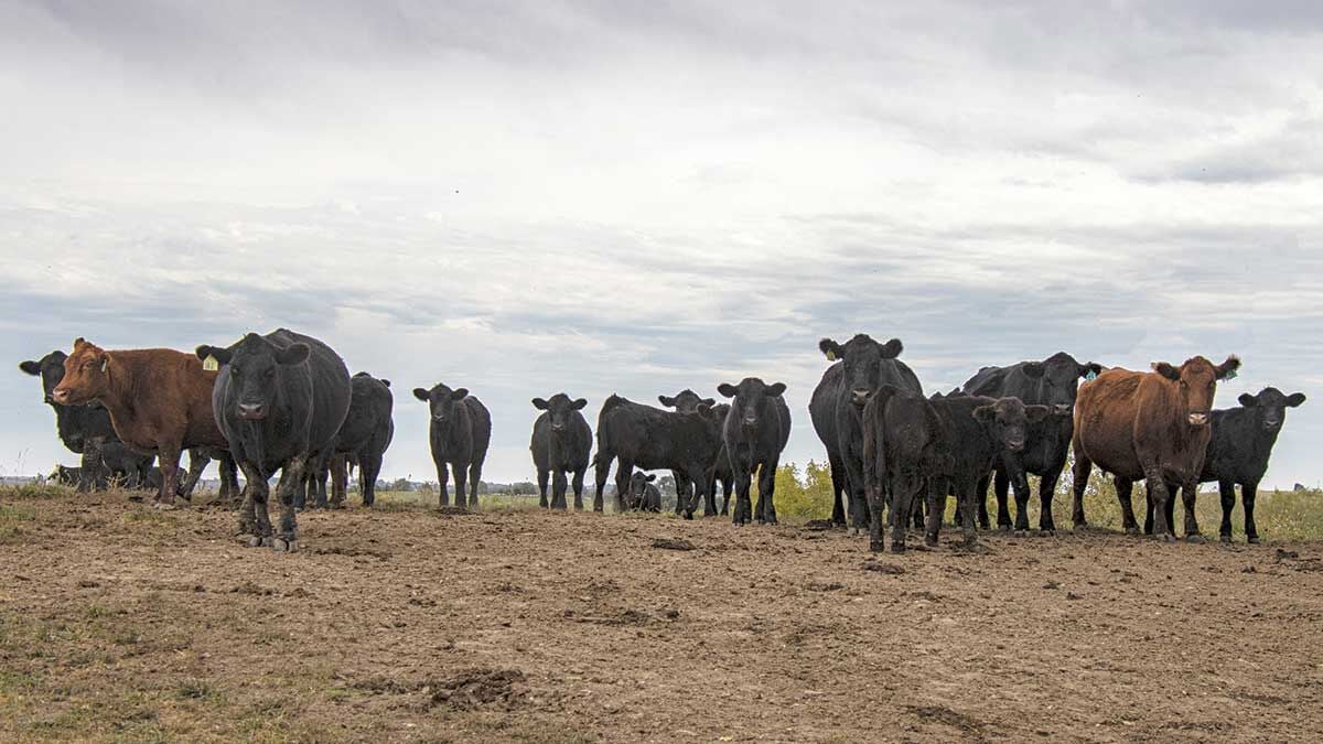 Feedlot cows