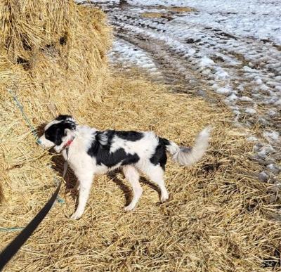 Liebert ranch spring calving starting to ramp up