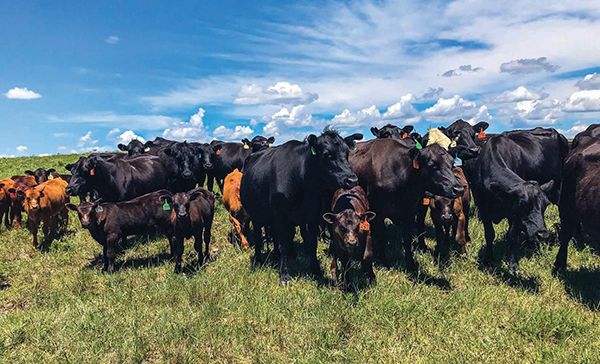 livestock assortment