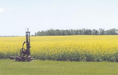 Canola